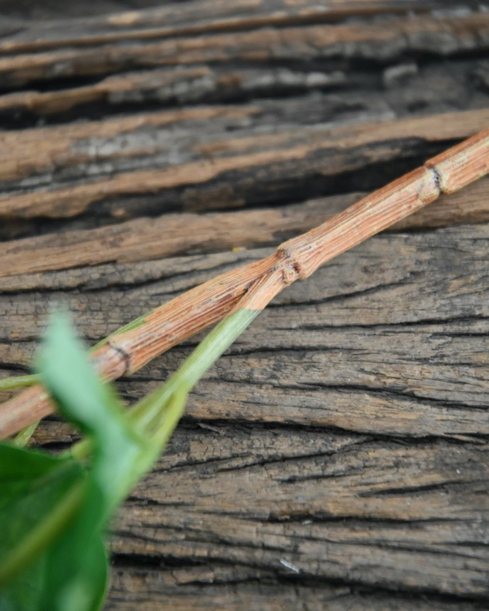 Sneeuwbal, Viburnum Tak 7 Sneeuwbal, Viburnum Tak - Afbeelding 5