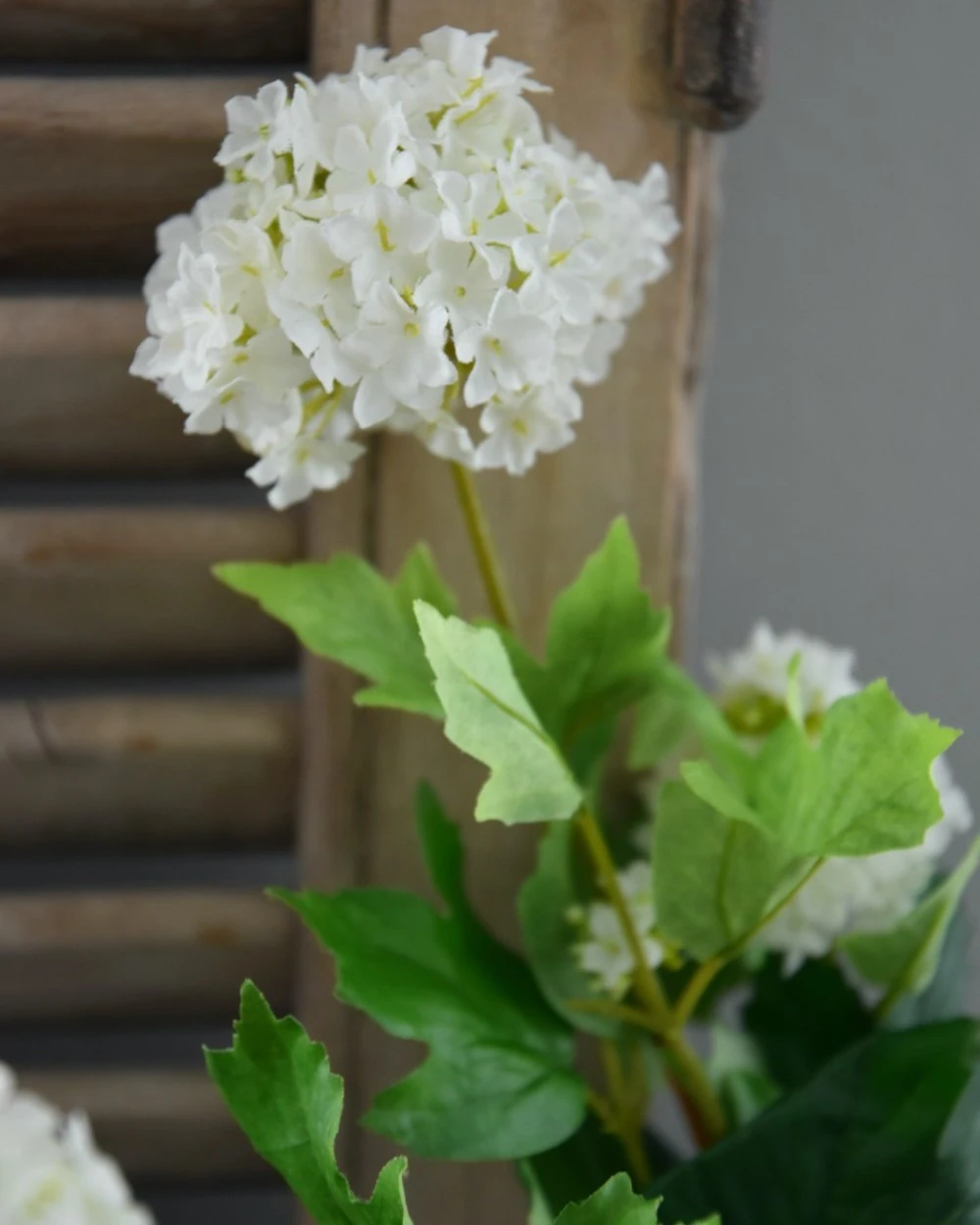 Sneeuwbal, Viburnum Tak 8 Sneeuwbal, Viburnum Tak - Afbeelding 6