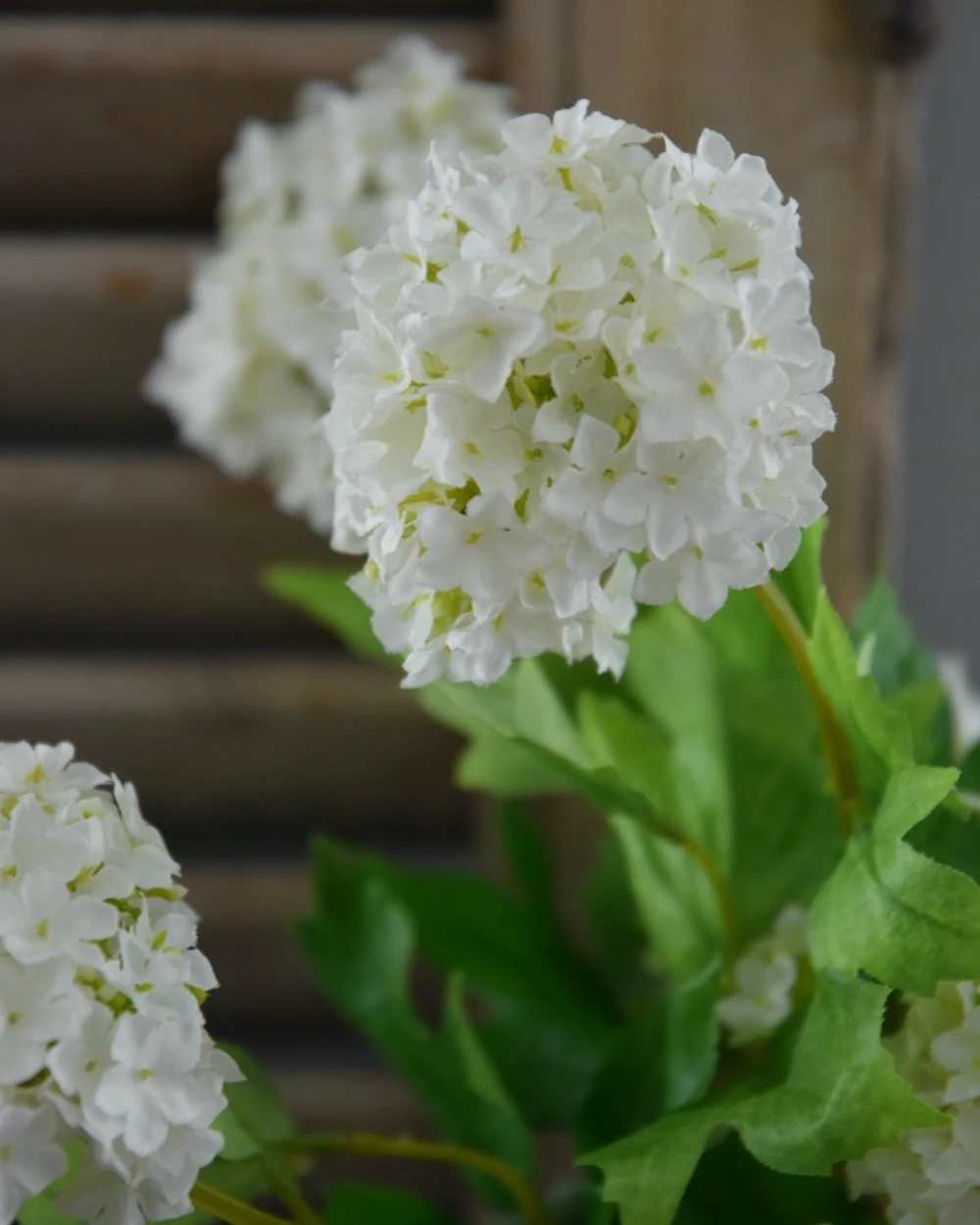 Sneeuwbal, Viburnum Tak 9 Sneeuwbal, Viburnum Tak - Afbeelding 7