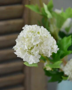 Sneeuwbal, Viburnum Tak 17 Sneeuwbal, Viburnum Tak -Bekend Decoratie Winkel sneeuwbal viburnum tak 7