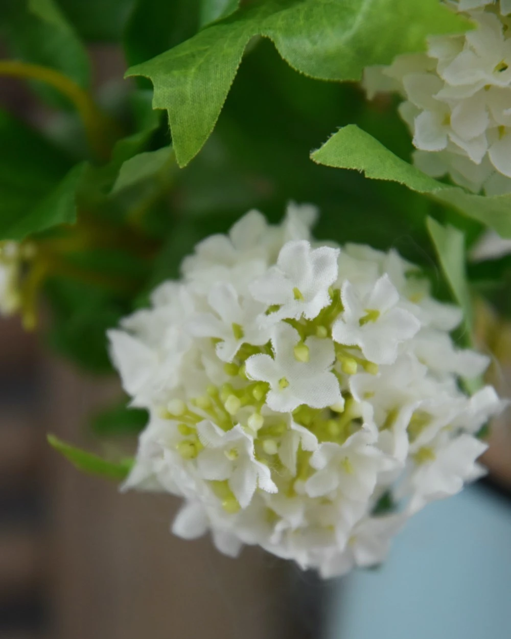Sneeuwbal, Viburnum Tak 3 Sneeuwbal, Viburnum Tak