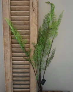Vertakte Groene Varen -Bekend Decoratie Winkel vertakte groene varen 2