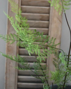 Vertakte Groene Varen -Bekend Decoratie Winkel vertakte groene varen 5