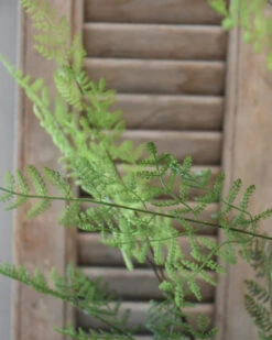 Vertakte Groene Varen -Bekend Decoratie Winkel vertakte groene varen 6