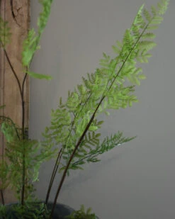 Vertakte Groene Varen -Bekend Decoratie Winkel vertakte groene varen 7