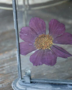 Violet Kleurige Geperste Bloem In Lijstje -Bekend Decoratie Winkel violet kleurige geperste bloem in lijstje 2