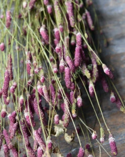 Bekend Decoratie Winkel -Bekend Decoratie Winkel warm violet gedroogde sanquisorba pimpernel 1