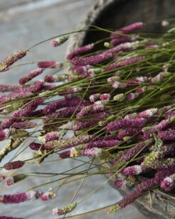 Warm Violet Gedroogde Sanquisorba, Pimpernel 10 Warm Violet Gedroogde Sanquisorba, Pimpernel -Bekend Decoratie Winkel warm violet gedroogde sanquisorba pimpernel 2