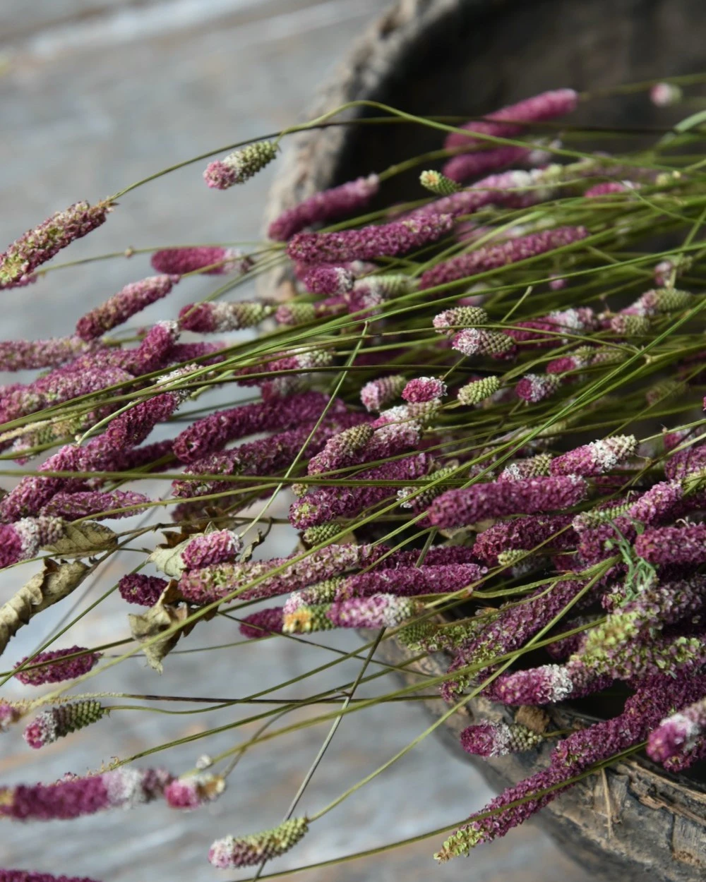 Warm Violet Gedroogde Sanquisorba, Pimpernel 5 Warm Violet Gedroogde Sanquisorba, Pimpernel - Afbeelding 3