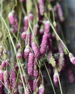 Bekend Decoratie Winkel 9 Warm Violet Gedroogde Sanquisorba, Pimpernel