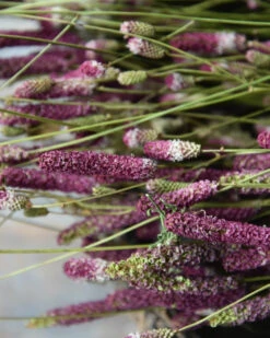 Warm Violet Gedroogde Sanquisorba, Pimpernel 11 Warm Violet Gedroogde Sanquisorba, Pimpernel -Bekend Decoratie Winkel warm violet gedroogde sanquisorba pimpernel 3