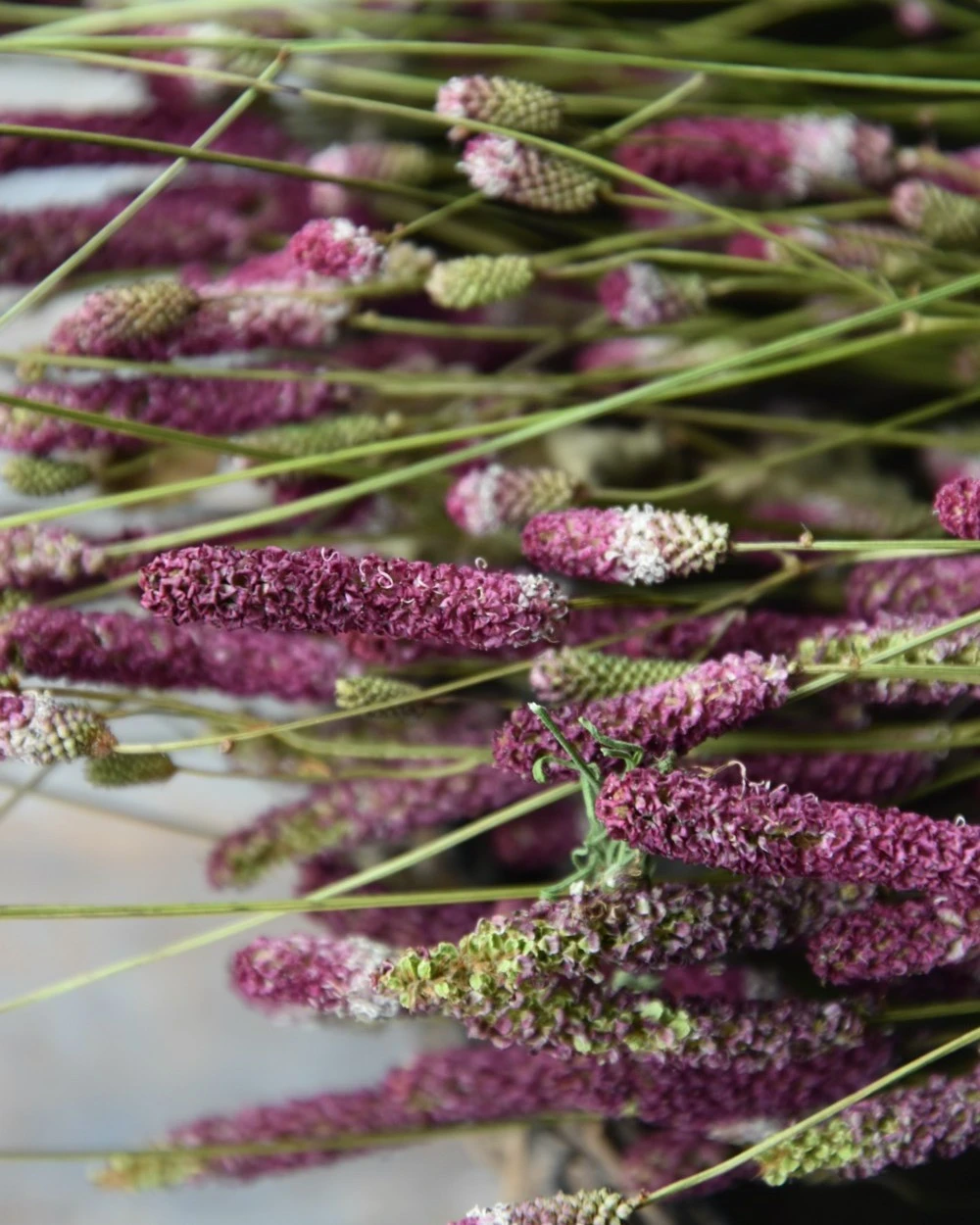 Warm Violet Gedroogde Sanquisorba, Pimpernel 6 Warm Violet Gedroogde Sanquisorba, Pimpernel - Afbeelding 4