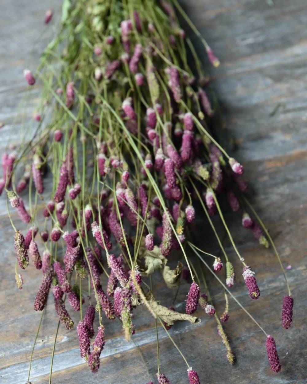 Warm Violet Gedroogde Sanquisorba, Pimpernel 7 Warm Violet Gedroogde Sanquisorba, Pimpernel - Afbeelding 5