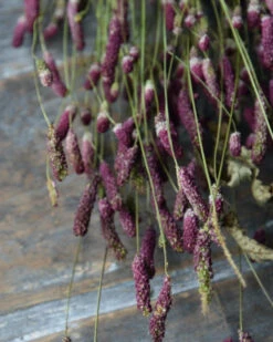 Warm Violet Gedroogde Sanquisorba, Pimpernel 13 Warm Violet Gedroogde Sanquisorba, Pimpernel -Bekend Decoratie Winkel warm violet gedroogde sanquisorba pimpernel 5
