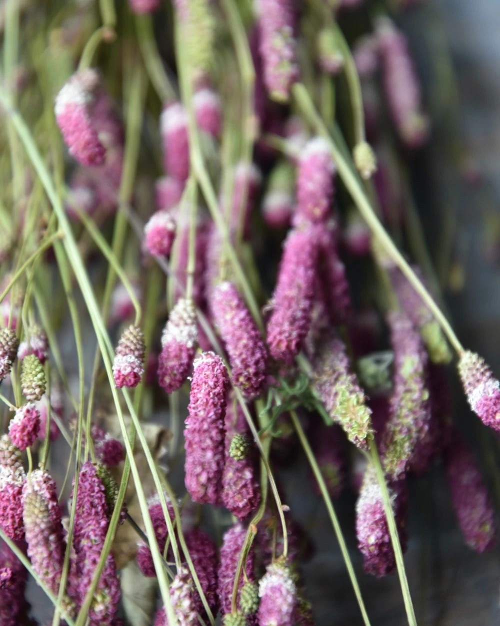 Warm Violet Gedroogde Sanquisorba, Pimpernel 3 Warm Violet Gedroogde Sanquisorba, Pimpernel