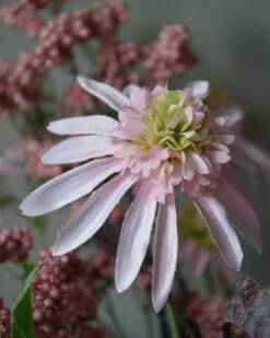 Zijde Boeket In Het Roze Met Bessen, Vergeet Me Nietje En Echinacea -Bekend Decoratie Winkel zijde boeket in het roze met bessen vergeet me nietje en echinacea 3